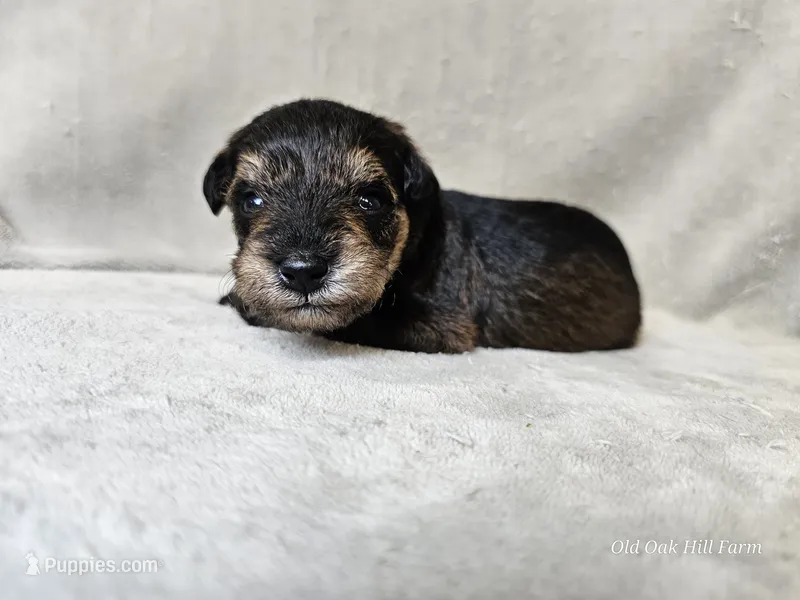 Cassian – Schnoodle puppy for sale in Bois D Arc, MO