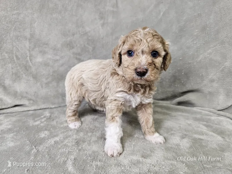 Mochi – Poochon puppy for sale in Bois D Arc, MO
