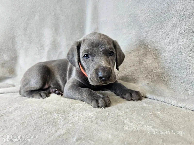 Monty - AKC – Weimaraner puppy for sale in Bois D Arc, MO