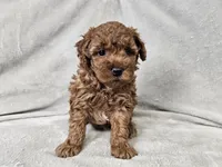Adelaide - Full AKC, a female Poodle - Miniature  for sale in Bois D Arc, MO – 8 of 10