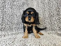 Duke - FULL AKC, a male Cavalier King Charles Spaniel for sale in Bois D Arc, MO – 3 of 10