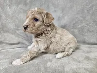 Mochi, a male Poochon for sale in Bois D Arc, MO – 5 of 10