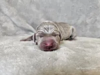 Krescent- AKC, a female Weimaraner for sale in Bois D Arc, MO – 5 of 10