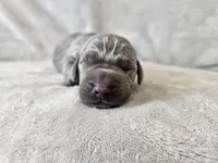 Khaos- AKC, a male Weimaraner for sale in Bois D Arc, MO – 8 of 10