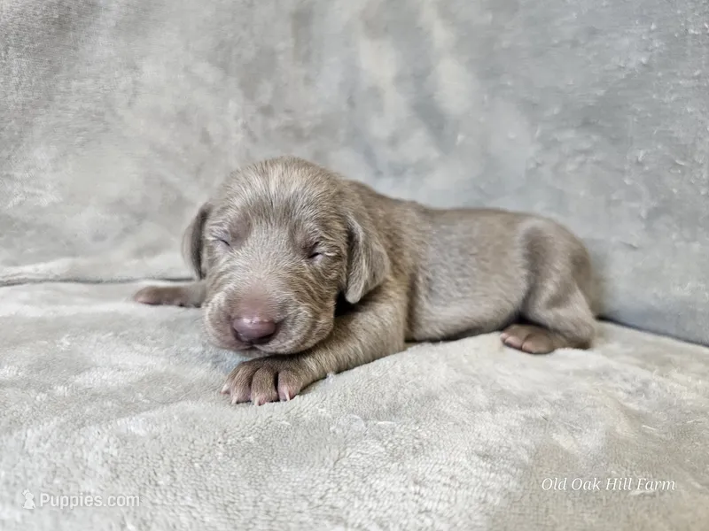 Mira - AKC – Weimaraner puppy for sale in Bois D Arc, MO