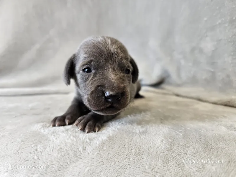 Cayson - AKC – Weimaraner puppy for sale in Bois D Arc, MO