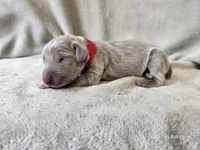 Mira - AKC, a female Weimaraner for sale in Bois D Arc, MO – 9 of 10