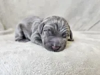 Marley - AKC, a male Weimaraner for sale in Bois D Arc, MO – 2 of 10