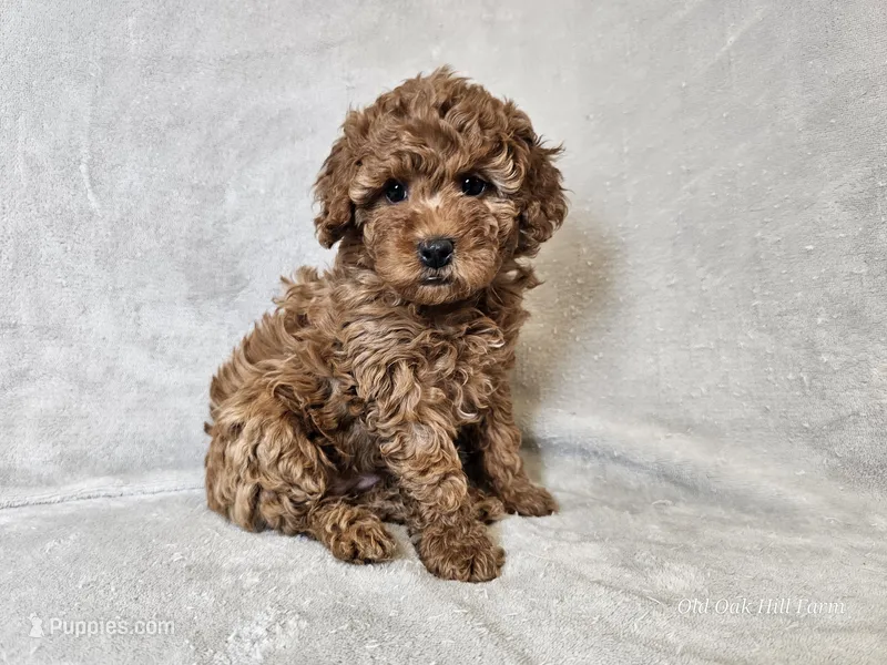Adelaide – Poodle - Miniature  puppy for sale in Bois D Arc, MO