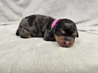 Runa - Blue Merle Phantom, a female Cavapoo for sale in Bois D Arc, MO – 7 of 10