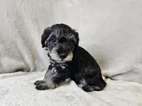 Rhysand, a male Schnoodle for sale in Bois D Arc, MO – 2 of 10