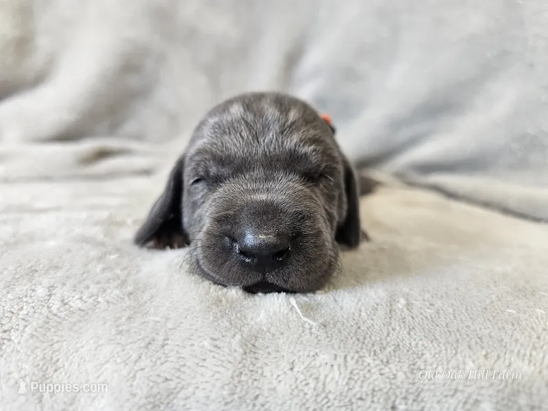 Kobalt- AKC – Weimaraner puppy for sale in Bois D Arc, MO
