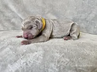 Krescent- AKC, a female Weimaraner for sale in Bois D Arc, MO – 9 of 10