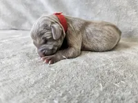 Kashmir - AKC, a female Weimaraner for sale in Bois D Arc, MO – 8 of 10