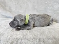 Cayson - AKC, a male Weimaraner for sale in Bois D Arc, MO – 3 of 10