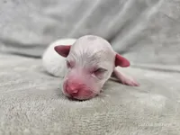 Yeti, a male Bichpoo for sale in Bois D Arc, MO – 5 of 10
