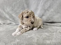 Mochi, a male Poochon for sale in Bois D Arc, MO – 7 of 10