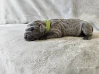 Khaos- AKC, a male Weimaraner for sale in Bois D Arc, MO – 10 of 10