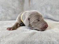 Posey - AKC, a female Weimaraner for sale in Bois D Arc, MO – Photo 4 of 10