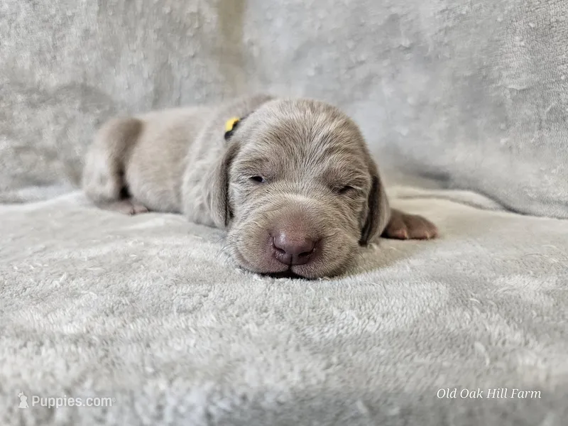 Posey - AKC – Weimaraner puppy for sale in Bois D Arc, MO