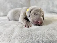 Posey - AKC, a female Weimaraner for sale in Bois D Arc, MO – Photo 1 of 10