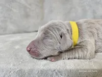 Posey - AKC, a female Weimaraner for sale in Bois D Arc, MO – Photo 10 of 10