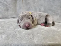 Posey - AKC, a female Weimaraner for sale in Bois D Arc, MO – Photo 9 of 10