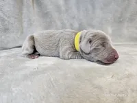 Posey - AKC, a female Weimaraner for sale in Bois D Arc, MO – Photo 2 of 10