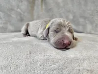 Posey - AKC, a female Weimaraner for sale in Bois D Arc, MO – Photo 8 of 10