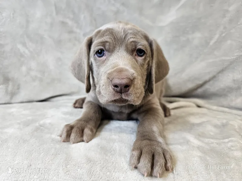 Posey - AKC – Weimaraner puppy on hold in Bois D Arc, MO