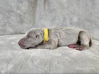 Posey - AKC, a female Weimaraner for sale in Bois D Arc, MO – Photo 6 of 10