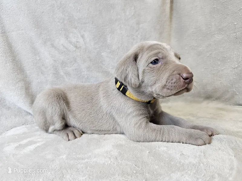 Posey - AKC – Weimaraner puppy for sale in Bois D Arc, MO