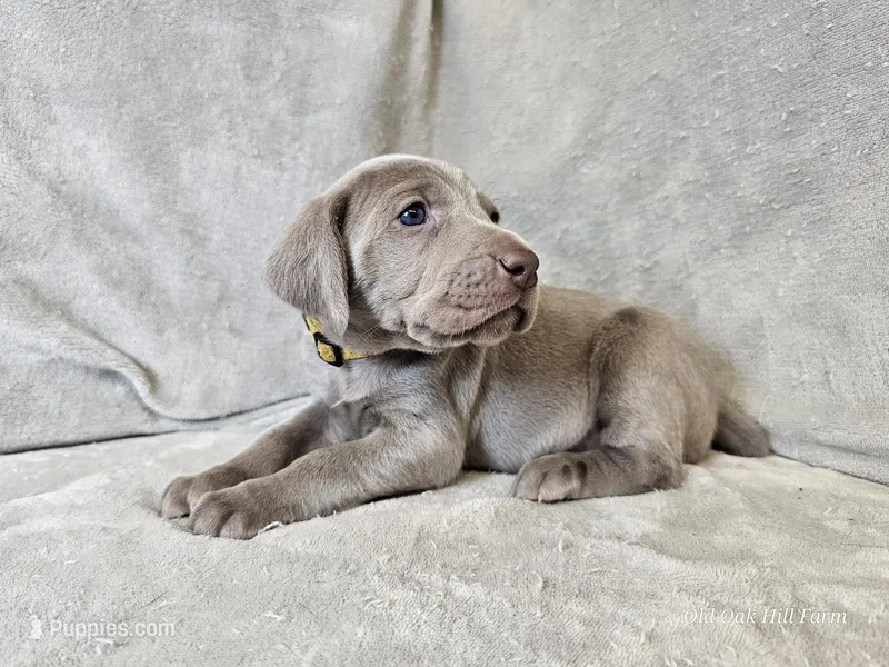 Posey - AKC – Weimaraner puppy on hold in Bois D Arc, MO