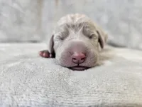 Posey - AKC, a female Weimaraner for sale in Bois D Arc, MO – Photo 3 of 10