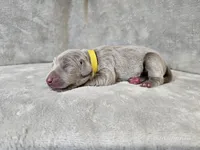 Posey - AKC, a female Weimaraner for sale in Bois D Arc, MO – Photo 7 of 10