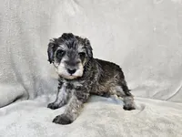 Azriel, a male Schnoodle for sale in Bois D Arc, MO – 4 of 10
