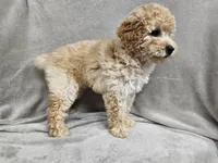 Anne - AKC, a female Poodle - Miniature  for sale in Bois D Arc, MO – 5 of 10