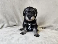 Rhysand, a male Schnoodle for sale in Bois D Arc, MO – 6 of 10