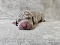 Kronk - AKC, a male Weimaraner for sale in Bois D Arc, MO – Photo 8 of 10