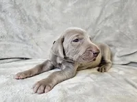 Kronk - AKC, a male Weimaraner for sale in Bois D Arc, MO – 10 of 10