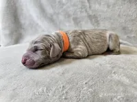 Kronk - AKC, a male Weimaraner for sale in Bois D Arc, MO – Photo 5 of 10