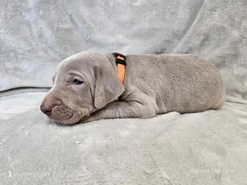 Kronk - AKC – Weimaraner puppy for sale in Bois D Arc, MO