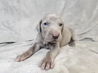 Kronk - AKC, a male Weimaraner for sale in Bois D Arc, MO – 5 of 10
