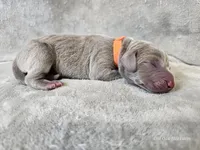 Kronk - AKC, a male Weimaraner for sale in Bois D Arc, MO – Photo 6 of 10