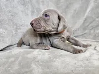 Kronk - AKC, a male Weimaraner for sale in Bois D Arc, MO – 9 of 10