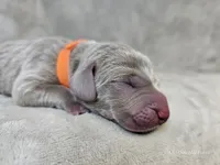 Kronk - AKC, a male Weimaraner for sale in Bois D Arc, MO – Photo 4 of 10