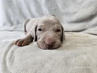 Kronk - AKC, a male Weimaraner for sale in Bois D Arc, MO – 6 of 10