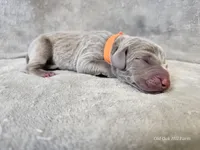Kronk - AKC, a male Weimaraner for sale in Bois D Arc, MO – Photo 7 of 10