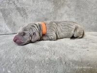 Kronk - AKC, a male Weimaraner for sale in Bois D Arc, MO – Photo 9 of 10