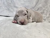 Kronk - AKC, a male Weimaraner for sale in Bois D Arc, MO – 3 of 10